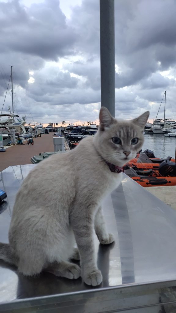 La mascota del puerto